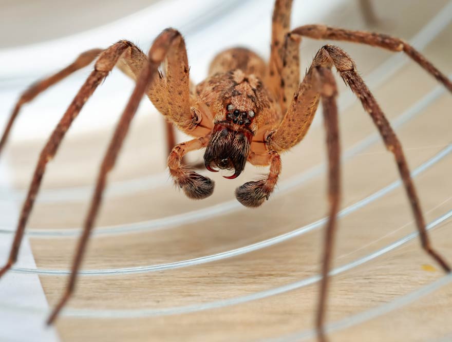 Ausbreitung der Nosferatu Spinne auch in Norddeutschland