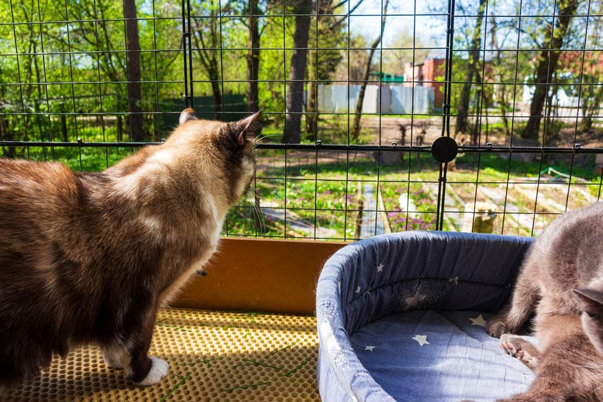 Gesicherter Außenbereich für Katzen