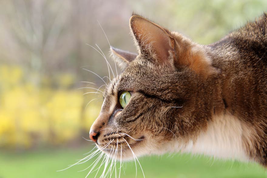 Jagdtrieb von Katzen